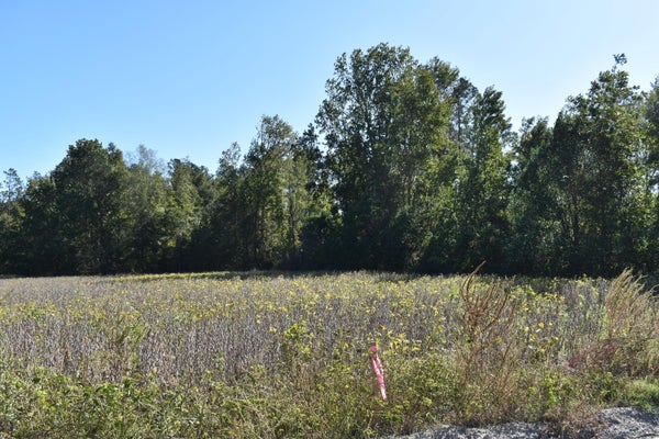 0000 MURDOCK ROAD, MANNING, SC 29102 - Image 71424a2d4eaa49d4e1b26d929abb3470/933426853