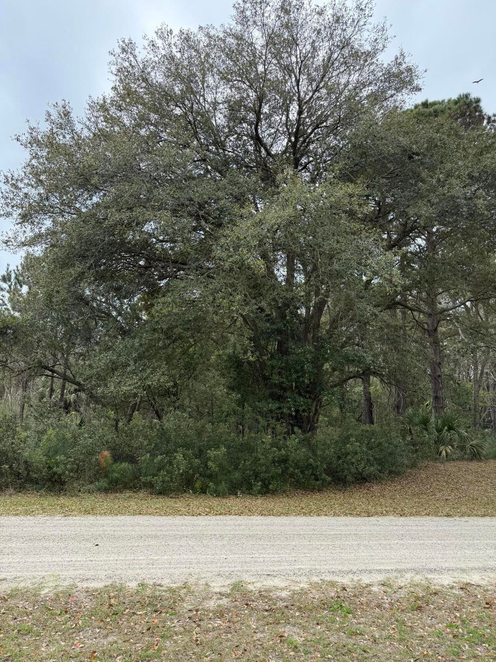 Photo of 49 Seaside Lane, Edisto Island, SC 29438 (MLS # 26007408)