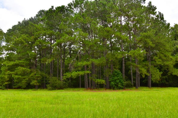 PALMETTO AVE, SAINT STEPHEN, SC 29479 - Image 7537e9ab792e795bb88b4bc06c6d231f/920209586