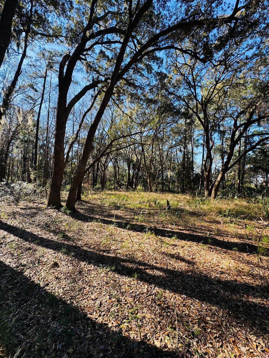 Photo of 00 Rosa Scott Road, Edisto Island, SC 29438 (MLS # 26005932)