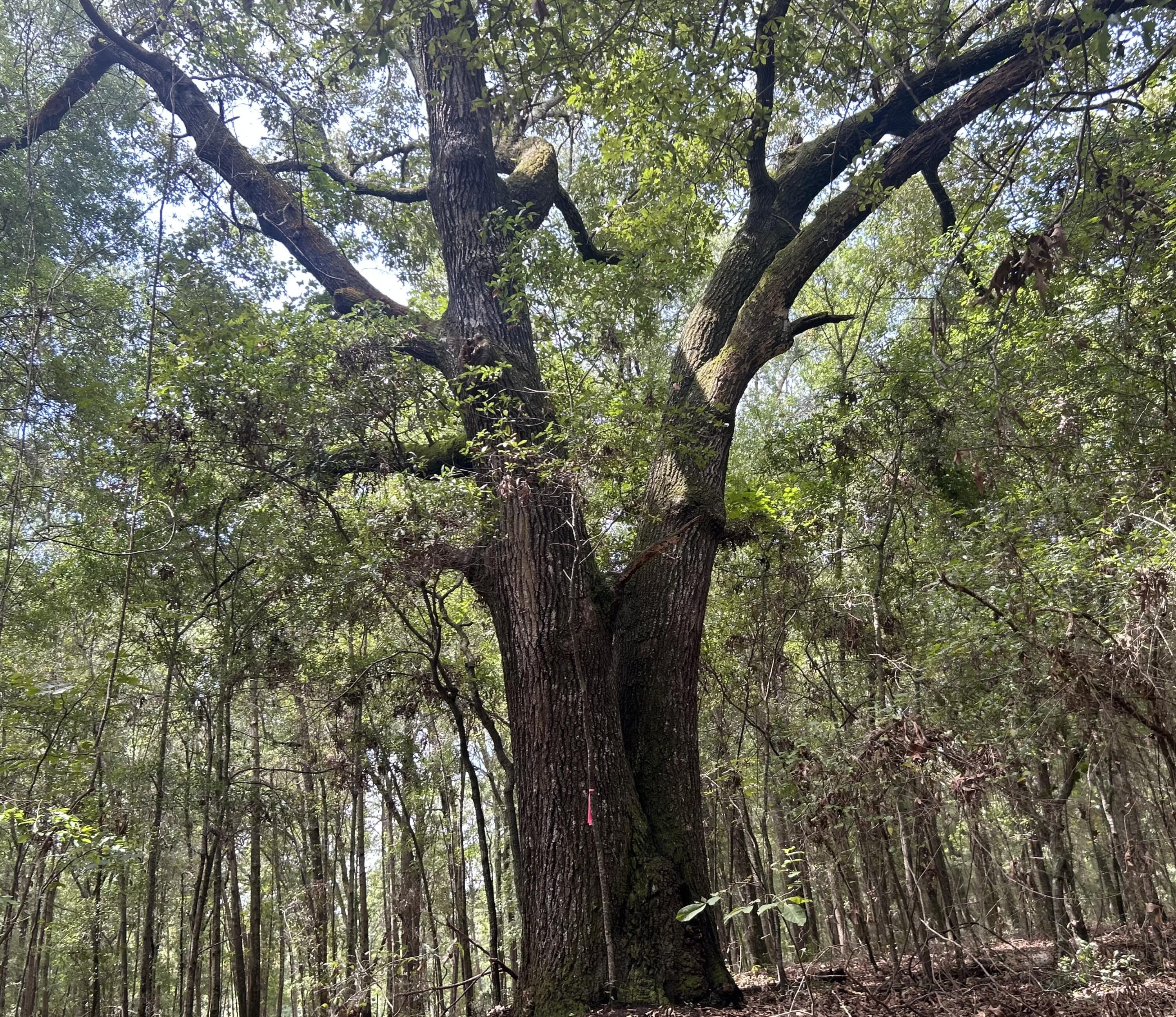 6 Francis Marion Boulevard