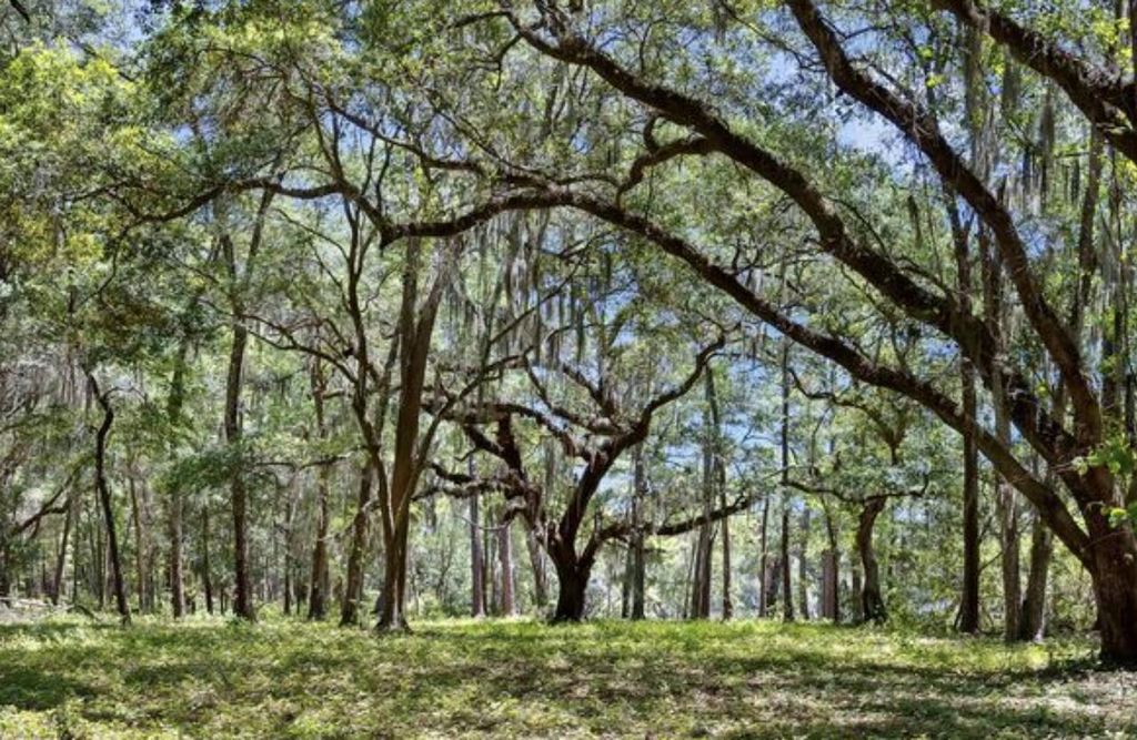 Photo of 7767 Chaplin Garden Lane, Edisto Island, SC 29438 (MLS # 26014747)