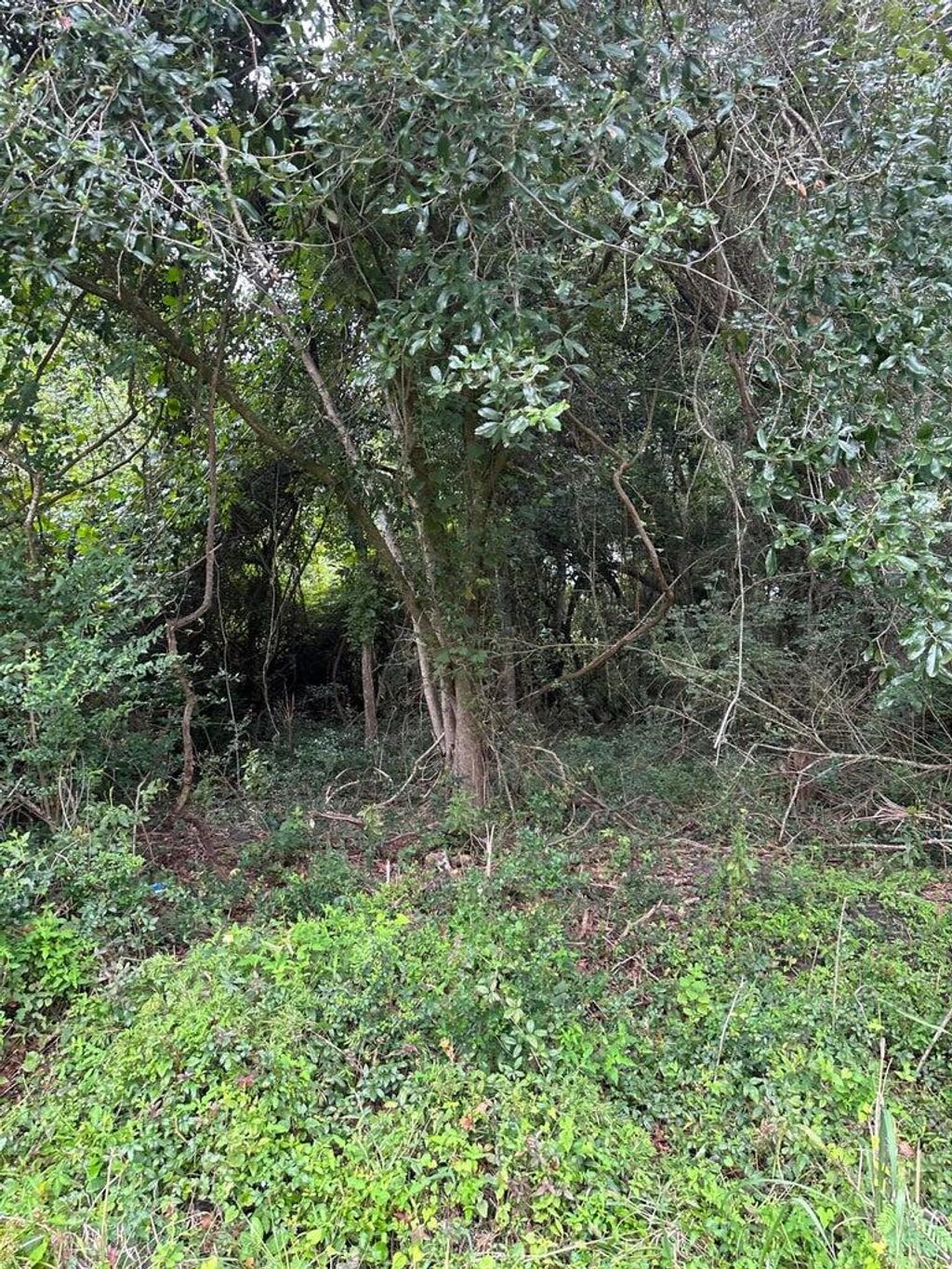 Photo of 1849 Hazzard Lane, James Island, SC 29412 (MLS # 25029666)