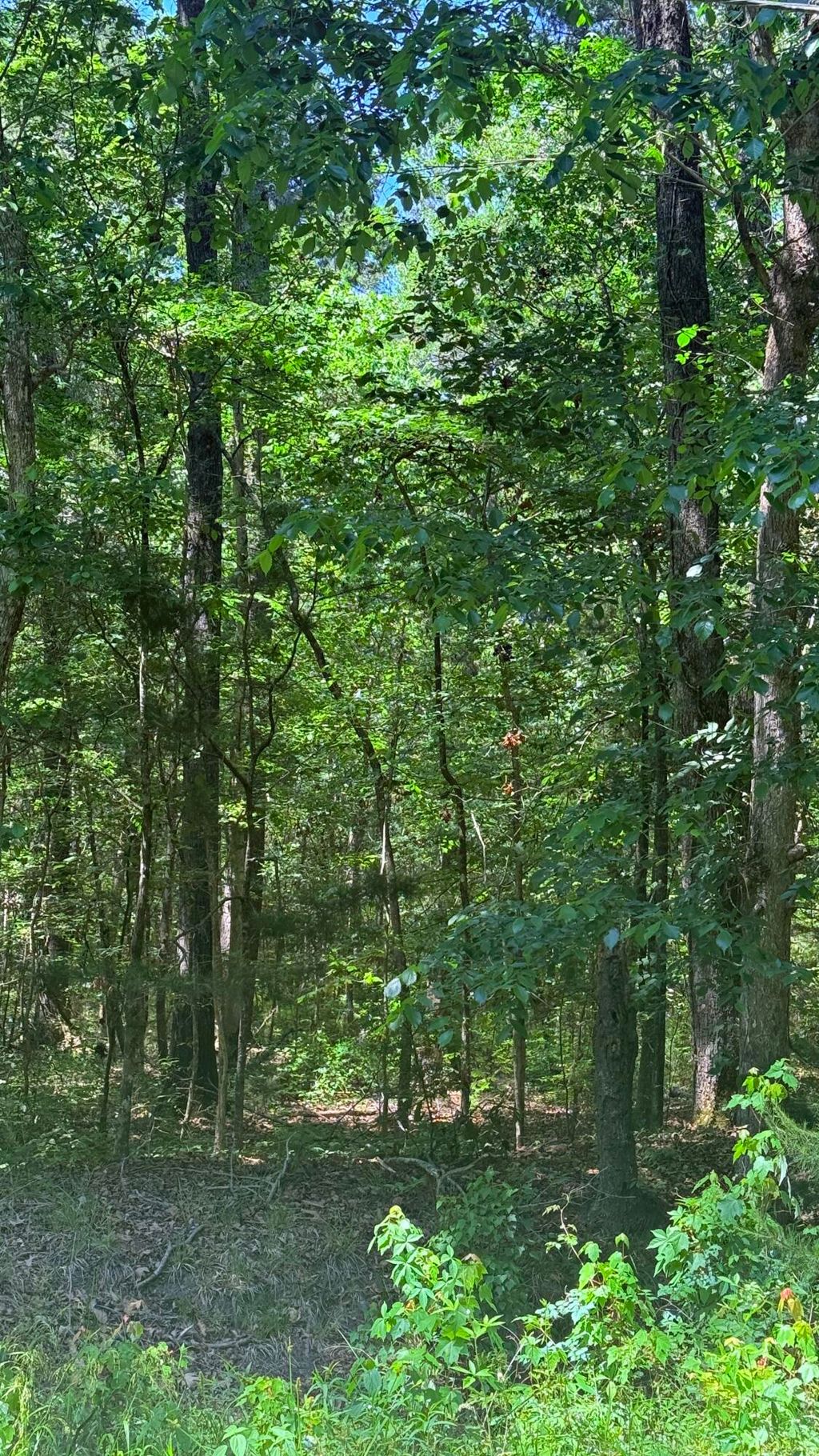 Photo of 00 Weir Street, Summerville, SC 29483 (MLS # 26011801)