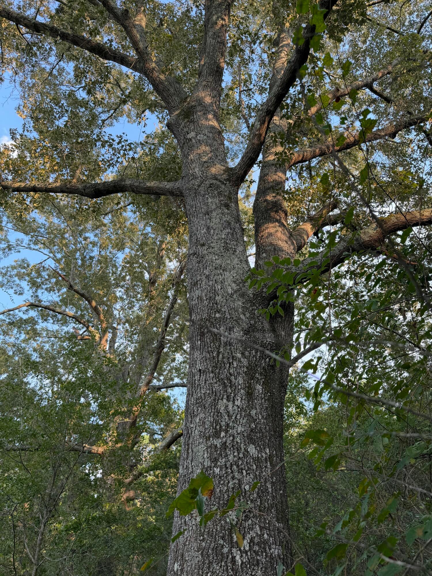 0 Fire Tower Road