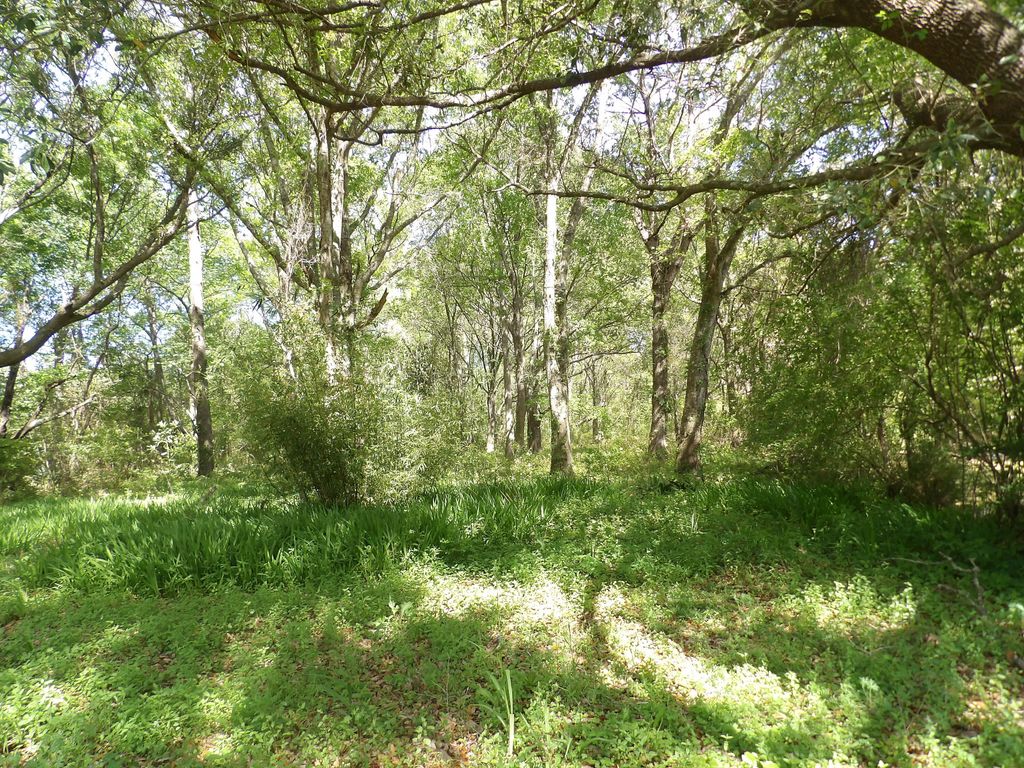 Photo of 1558 Scott Hill Road, Charleston, SC 29412 (MLS # 25009330)