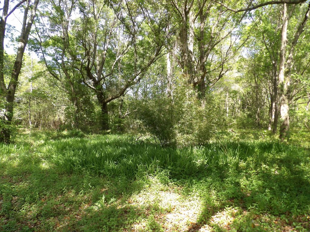 Photo of 1558 Scott Hill Road, Charleston, SC 29412 (MLS # 25009330)