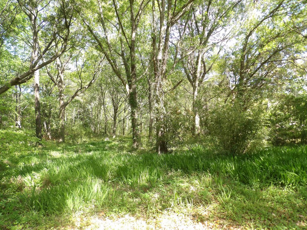 Photo of 1558 Scott Hill Road, Charleston, SC 29412 (MLS # 25009330)