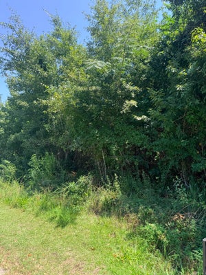 SOCIETY RD, MC CLELLANVILLE, SC 29458 - Image 88eacfe58c26dfbcf4ea4da50e850b61/2420348303
