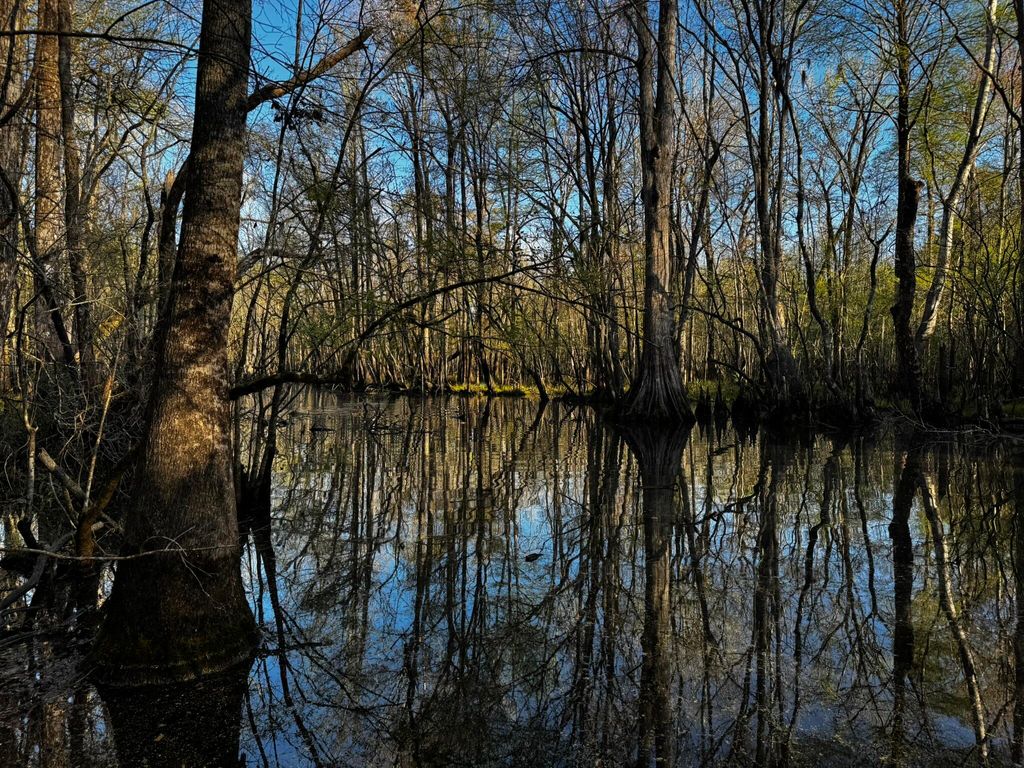 Photo of 0 Beech Hill Road, Summerville, SC 29485 (MLS # 26009559)