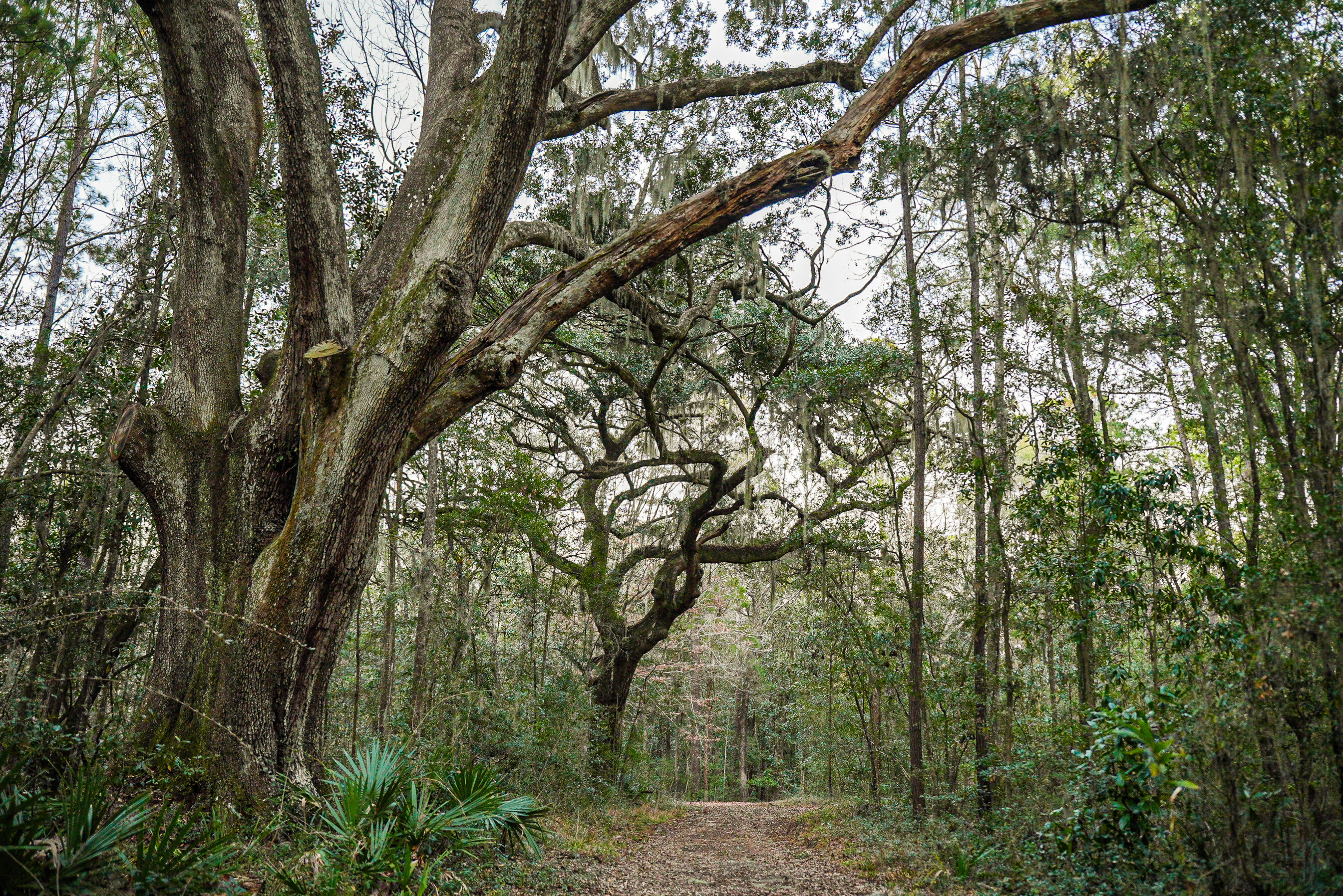 19 Middleton Oaks Road