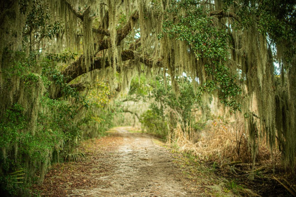 Photo of 19 Middleton Oaks Road, Charleston, SC 29414 (MLS # 25001090)
