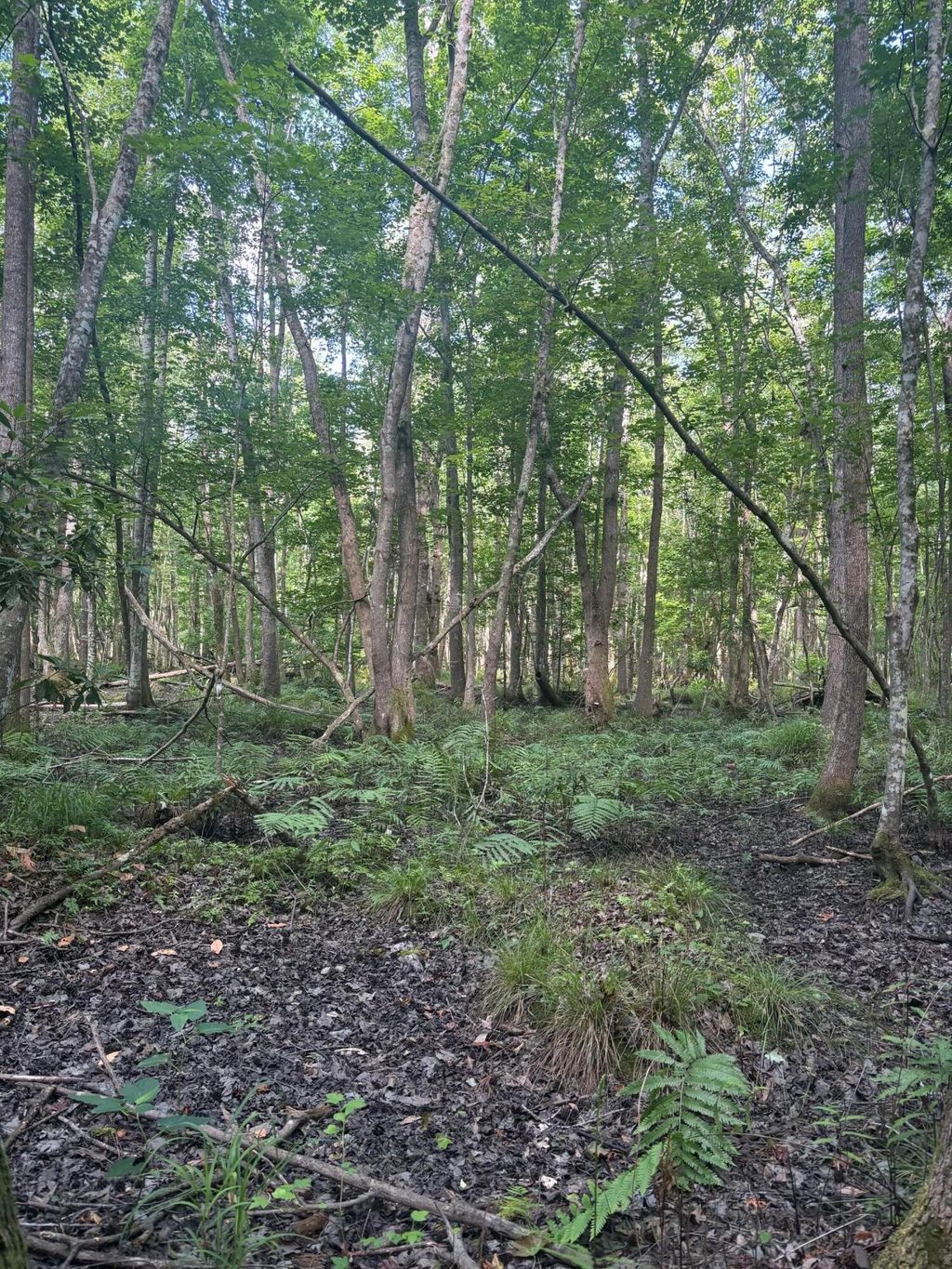 Photo of 0 Back Pen Rd, Johns Island, SC 29455 (MLS # 24015680)