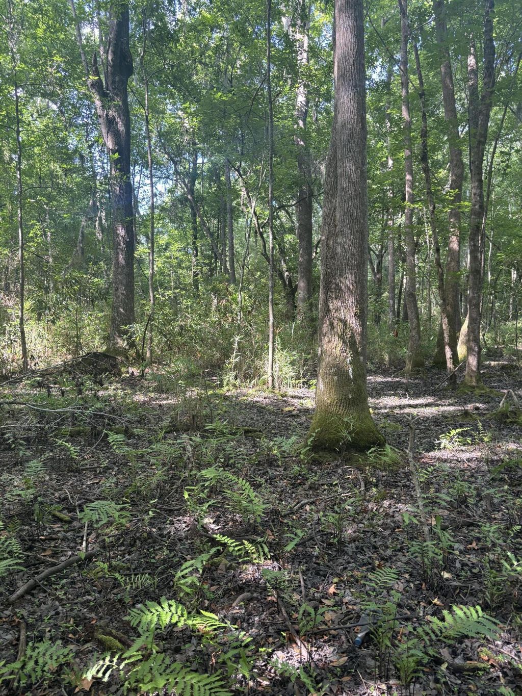 Photo of 0 Back Pen Rd, Johns Island, SC 29455 (MLS # 24015680)