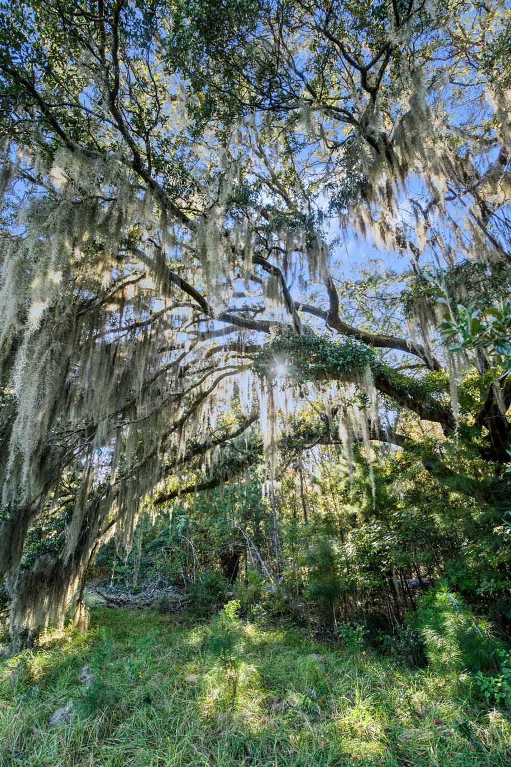 Photo of 2476 Joseph Pearline Road, Johns Island, SC 29455 (MLS # 26001794)