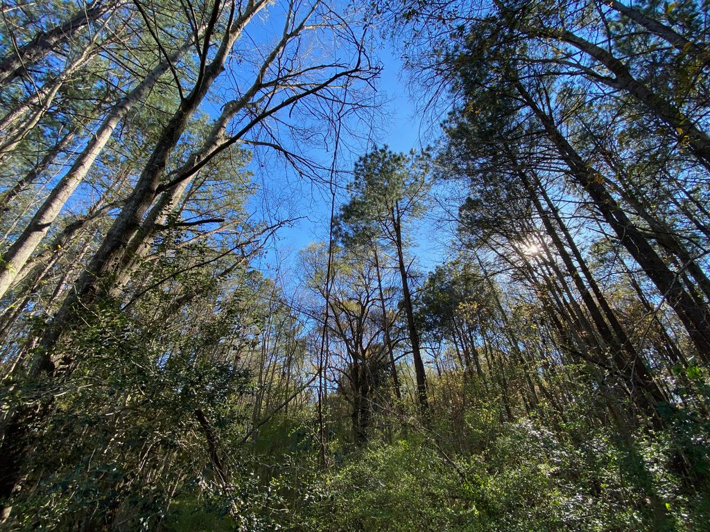 Photo of 0000 Winter Street, Moncks Corner, SC 29461 (MLS # 23005826)