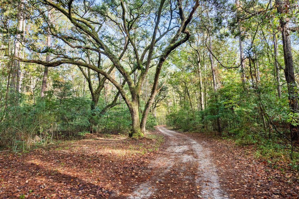 Photo of 527 Acres Spring Grove Road, Adams Run, SC 29426 (MLS # 25028039)