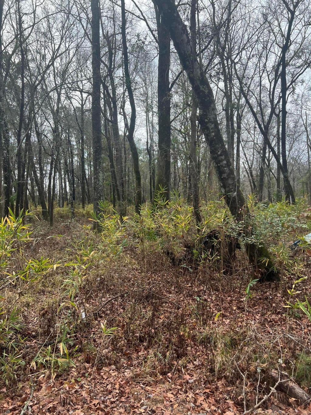 Photo of 0 University Drive, North Charleston, SC 29418 (MLS # 25001836)