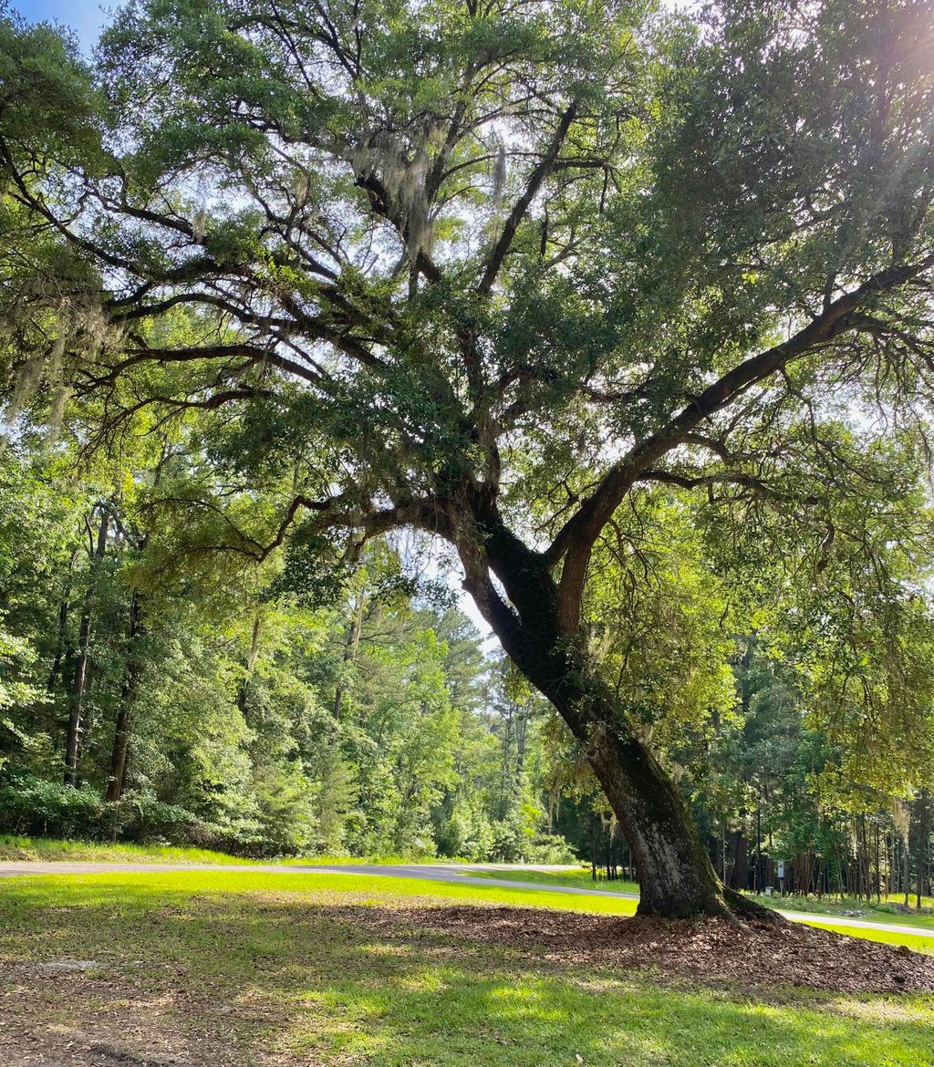 Photo of Lot 8 Buttonbush Drive, Ravenel, SC 29470 (MLS # 25013549)
