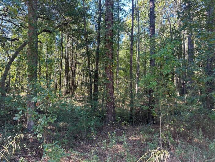 Photo of 00 Joyner Lane, Charleston, SC 29492 (MLS # 26016570)