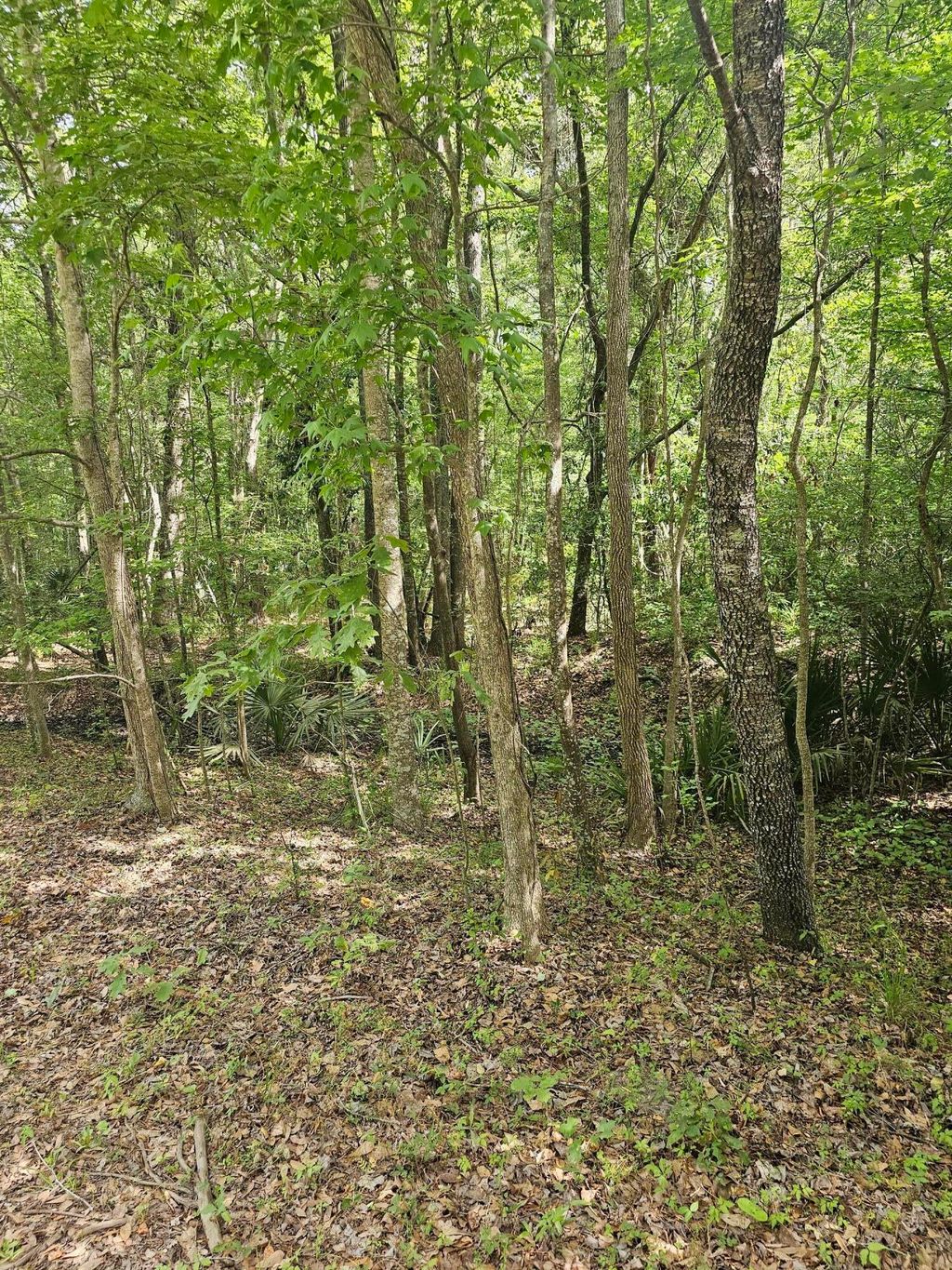 Photo of 3910 Benjamin Road, Johns Island, SC 29455 (MLS # 25012678)