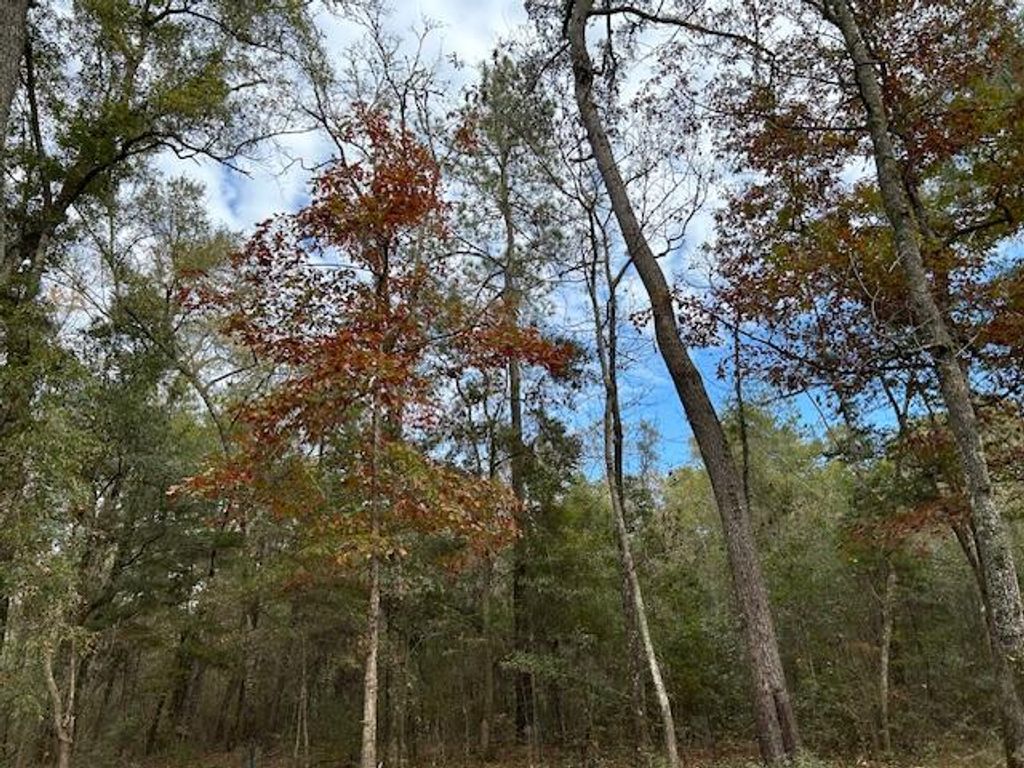 Photo of 0 Parkers Ferry Rd Road, Ravenel, SC 29470 (MLS # 25032091)