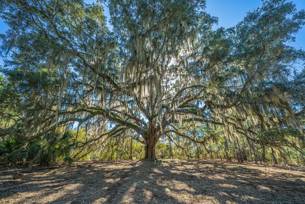 Photo of 4129 Gnarled Oaks Lane, Johns Island, SC 29455 (MLS # 26006821)