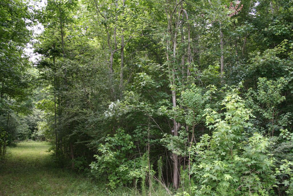 Photo of 0 Kitfield Road, Moncks Corner, SC 29461 (MLS # 25016266)