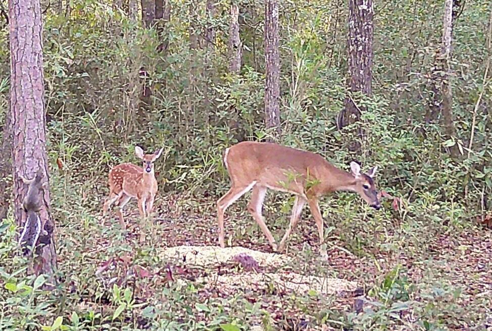 334 Bay Village Lane