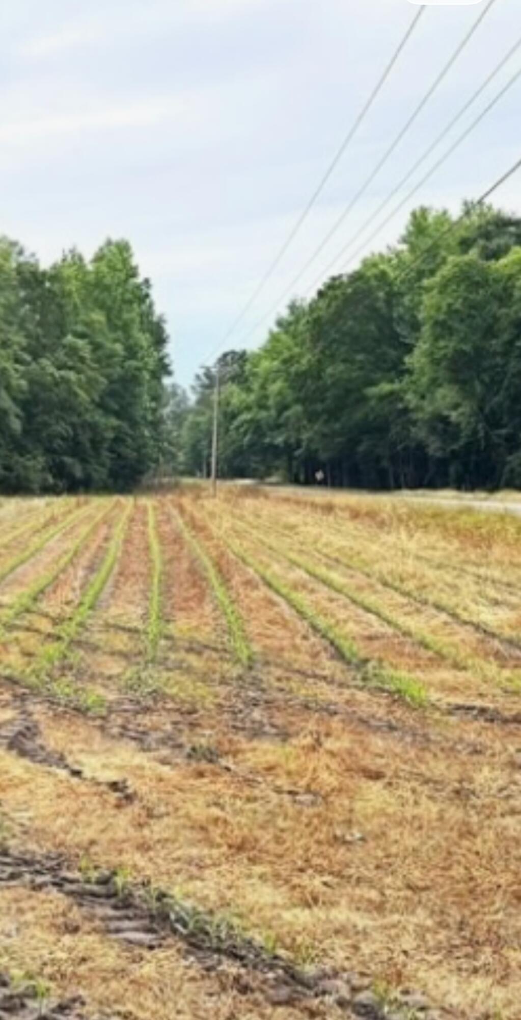 01234 Mount Zion Road, Saint George, SC, 29477