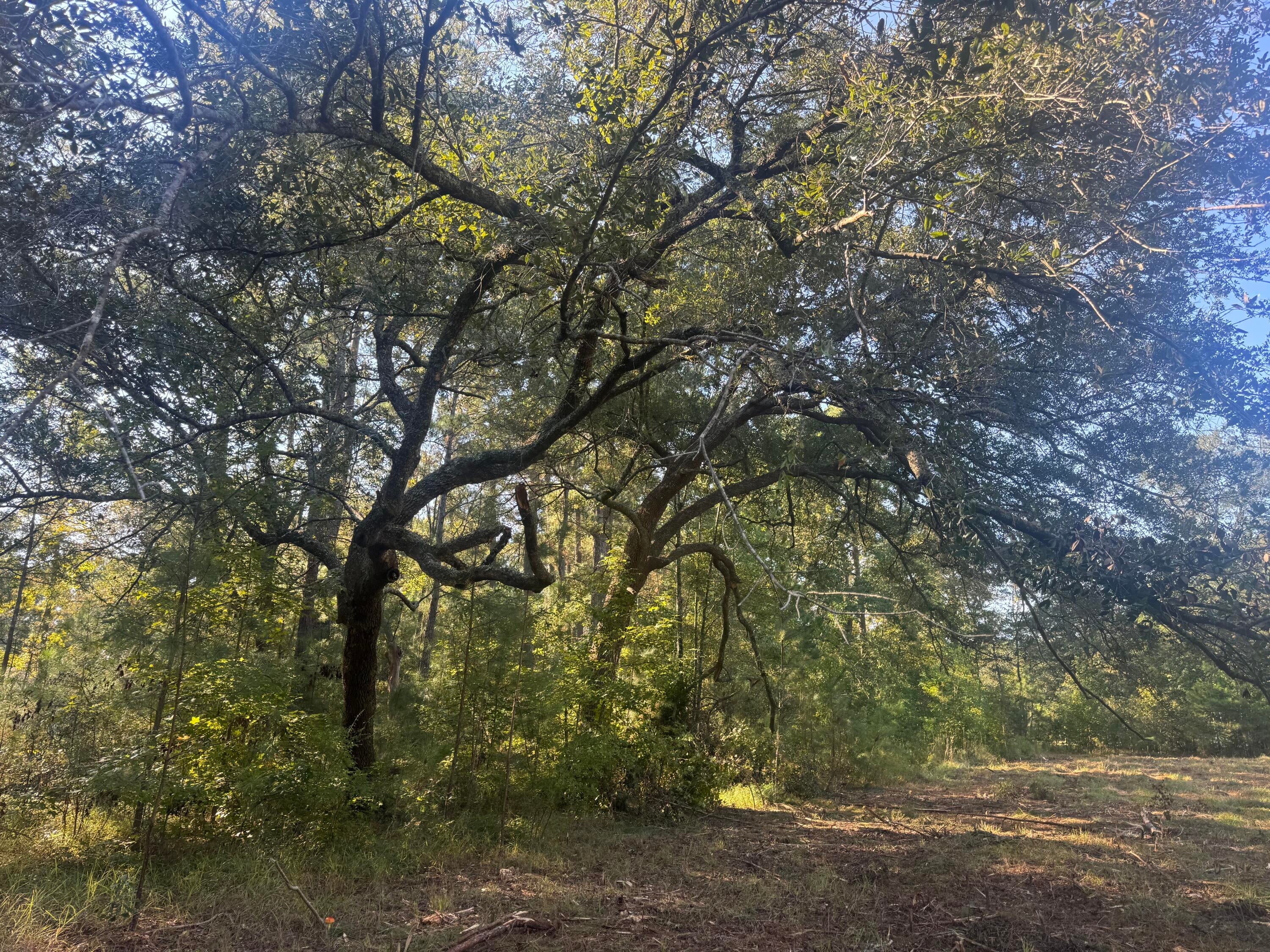 171 Winningham Road