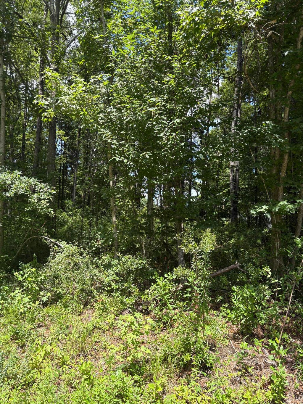Photo of 0 University Drive #Lot 224, North Charleston, SC 29418 (MLS # 26008028)
