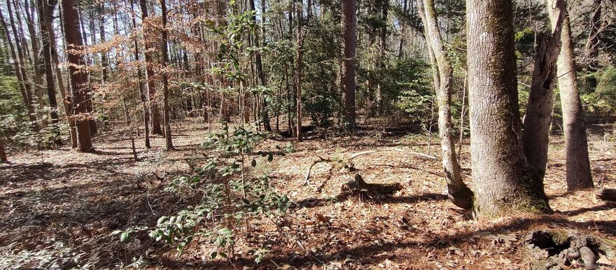 Hard-to-find 12-acre tract located outside the city limits of Chidester, Arkansas - perfect for hunting, recreation, or a private getaway. This property offers excellent wildlife activity and plenty of room to roam, making it ideal for deer hunting and outdoor enthusiasts. Tucked away for privacy while still being a short drive to town. No city restrictions, giving you the freedom to use the land the way you want. Whether you're looking for hunting land, a weekend retreat, or a long-term investment, this property checks all the boxes.