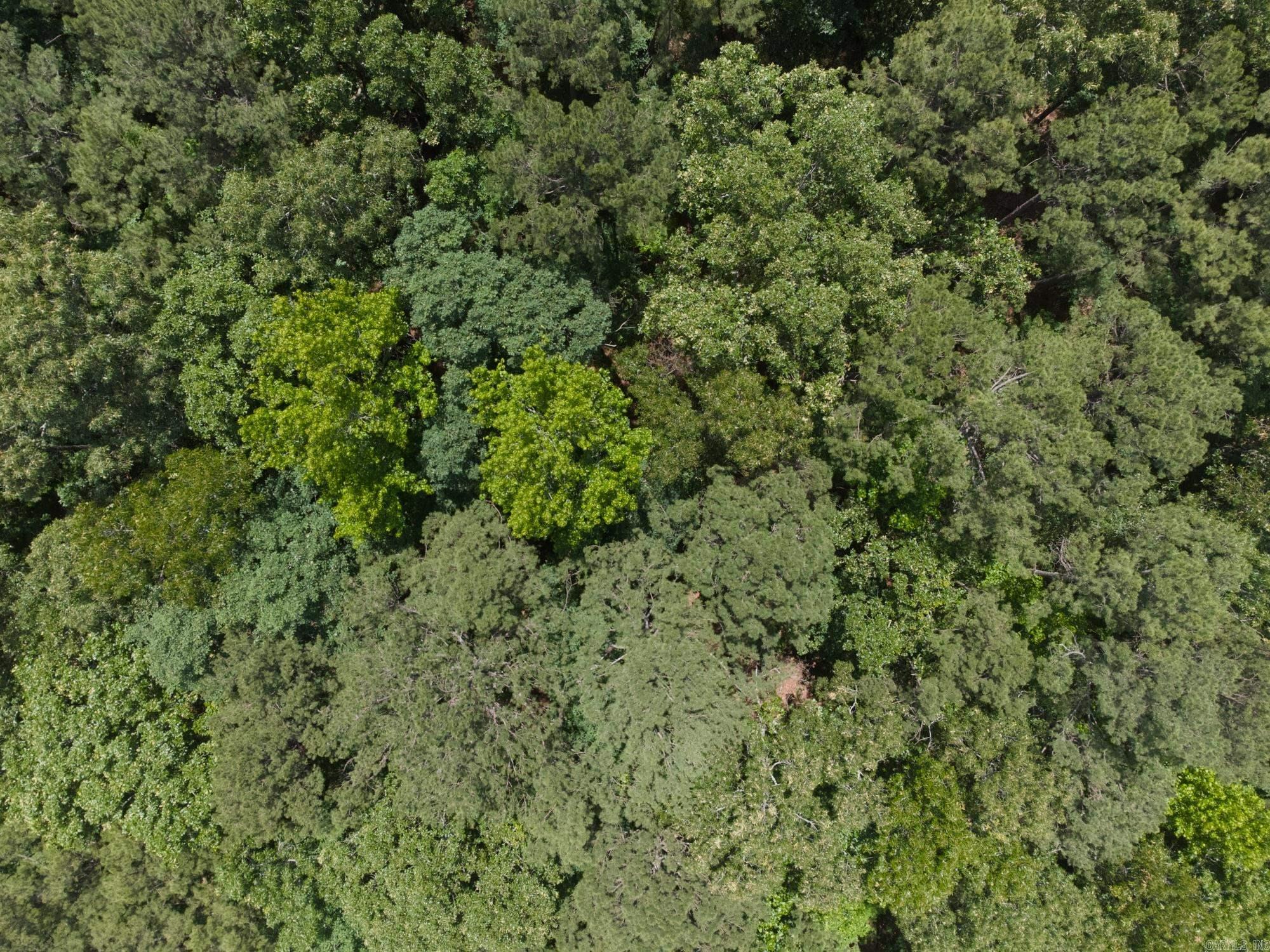 Green Tree - Land