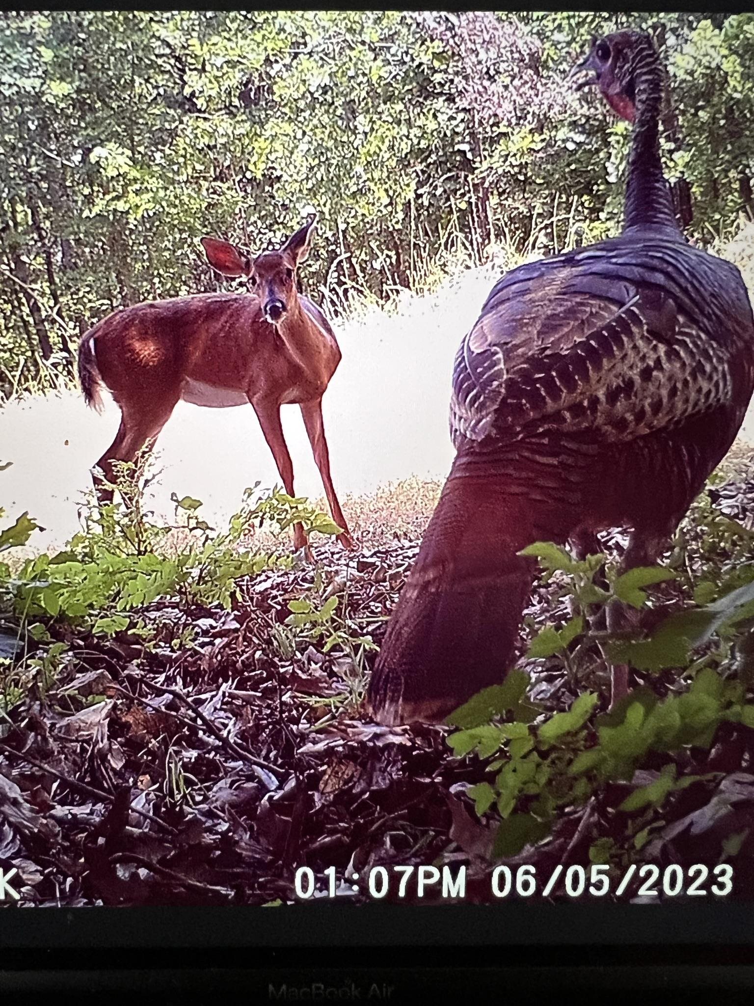 Metes & Bounds - Farm