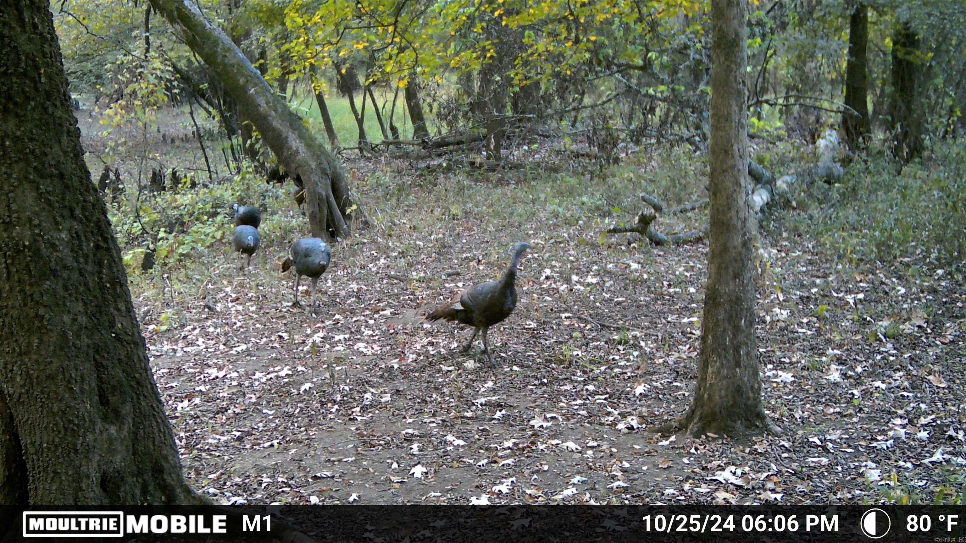 Not in Subdivision - Land