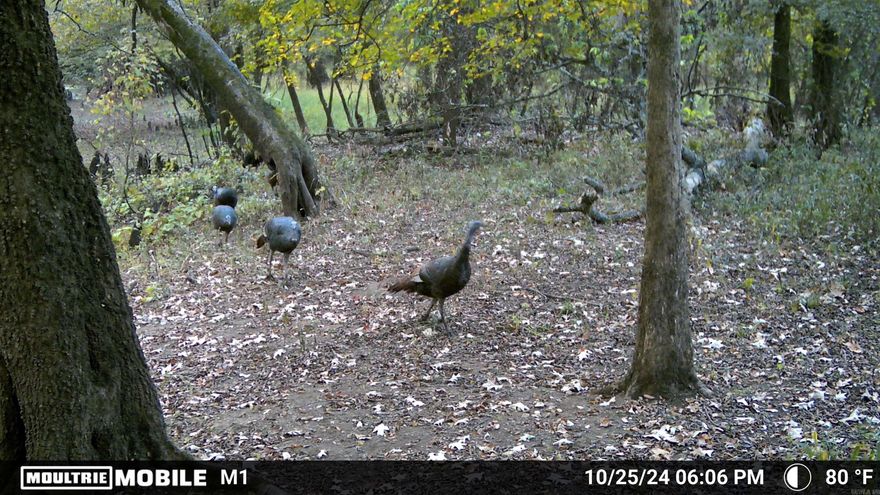 Located in Jefferson County along the historic Bayou Bartholomew, this 56.69± acre tract offers outstanding wildlife habitat and diverse recreational opportunities in a proven Arkansas hunting corridor. Properties along this bayou system are well known for consistent game movement, and this tract provides the type of natural cover and travel routes serious hunters look for. The land supports excellent deer hunting, with strong habitat that encourages bedding, feeding, and seasonal movement throughout the property. The mix of timber, bayou influence, and surrounding landscape creates natural funnels that can enhance hunting strategy and stand placement. Turkey hunting is another highlight. Numerous turkeys have been spotted on the property, and the surrounding hardwood bottoms help support a healthy population across this part of Jefferson County. On still spring mornings, it’s easy to picture gobblers sounding off through the timber as the woods come alive. Bayou Bartholomew adds even more recreational value. When water levels rise, seasonal duck hunting opportunities can develop as birds move through the bayou system during winter migration. The bayou also offers fishing opportuni