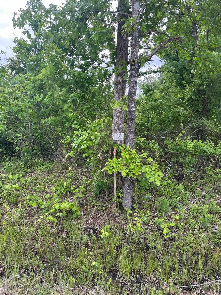 NICE piece of property for either hunting or investment