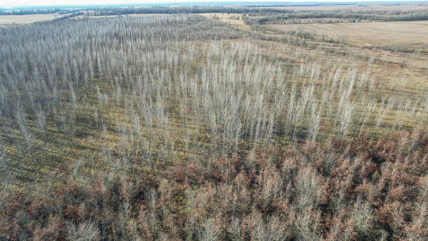 This wooded hunting property is completely wooded and located close to the Red River. The property is completely wooded and has a large majority of the acres planted in hardwoods. Already a good deer and hog hunting place, but has a ton of potential to be developed into a great duck hunting property. This is a great hunting place in a very desirable area. Don’t hesitate, call today.