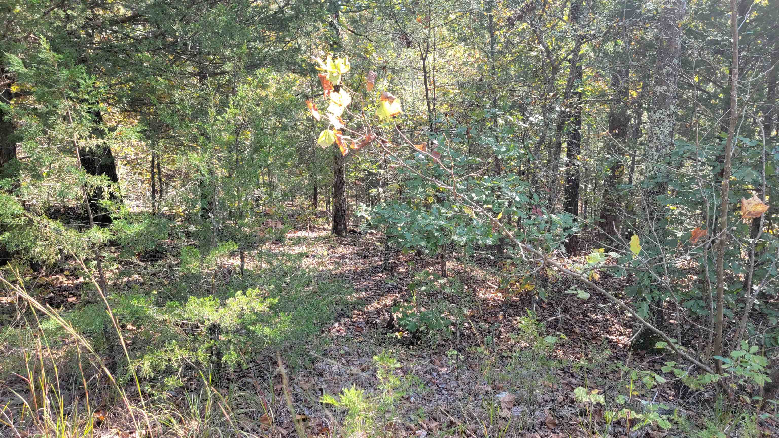 Beautiful lot in an area surrounded by trees and privacy! This lot affords privacy, yet is only 7 minutes from Cherokee Village Town Center. It has water and electric available nearby, so it is the perfect spot to build your dream! With the purchase of this lot, you gain access to the 7 lakes, 2 golf courses, and may other ammenities Cherokee Village has to offer. There is a minimum of 800 sq feet to build on this lot, so a tiny home would be perfect! The structure will need to be permenant and no mobiles or campers are allowed as dwellings. There is a copy of the Bill of Assurance available online at cherokeevillage.org.