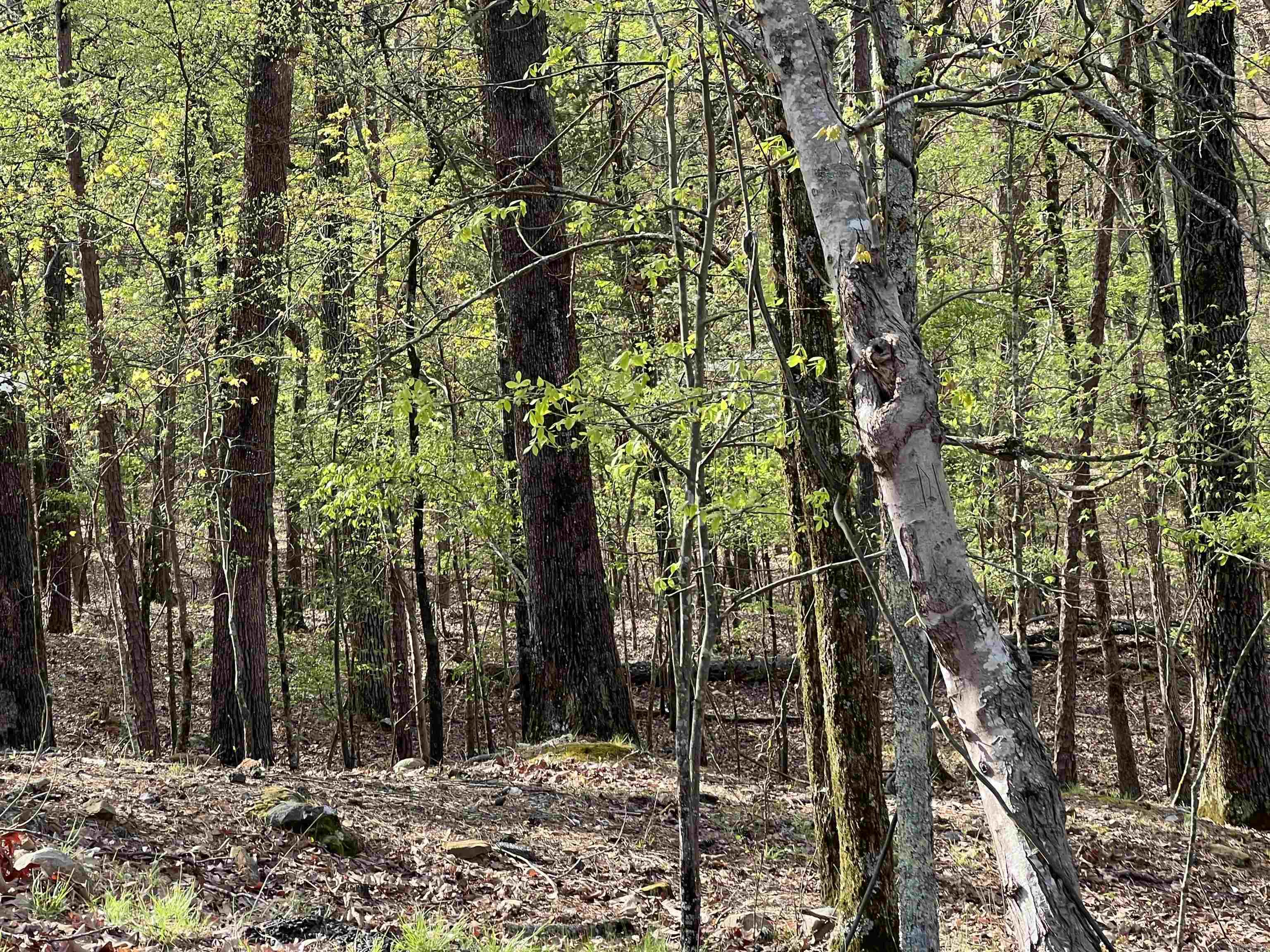 HICKORY RIDGE - Land