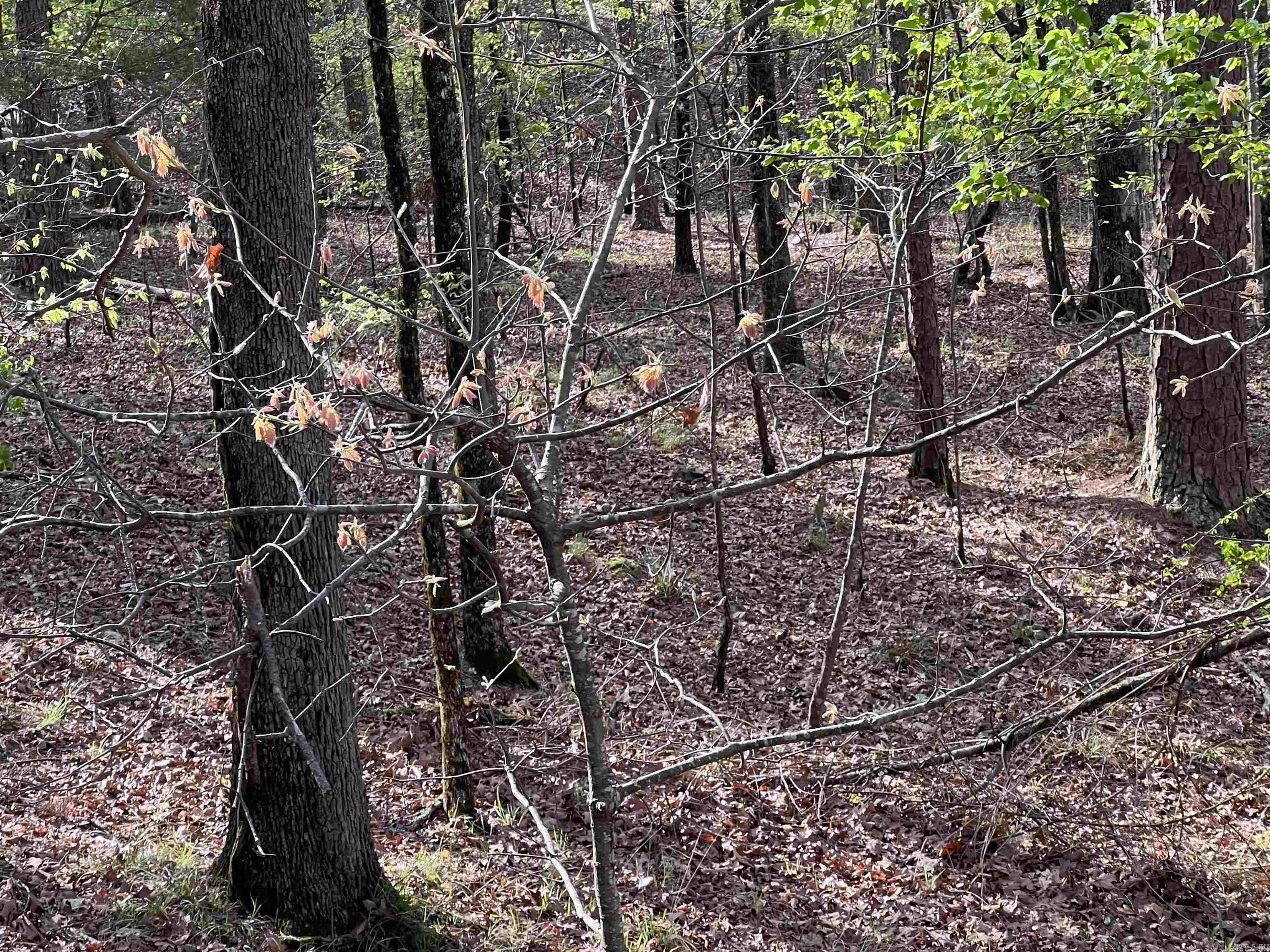 HICKORY RIDGE - Land