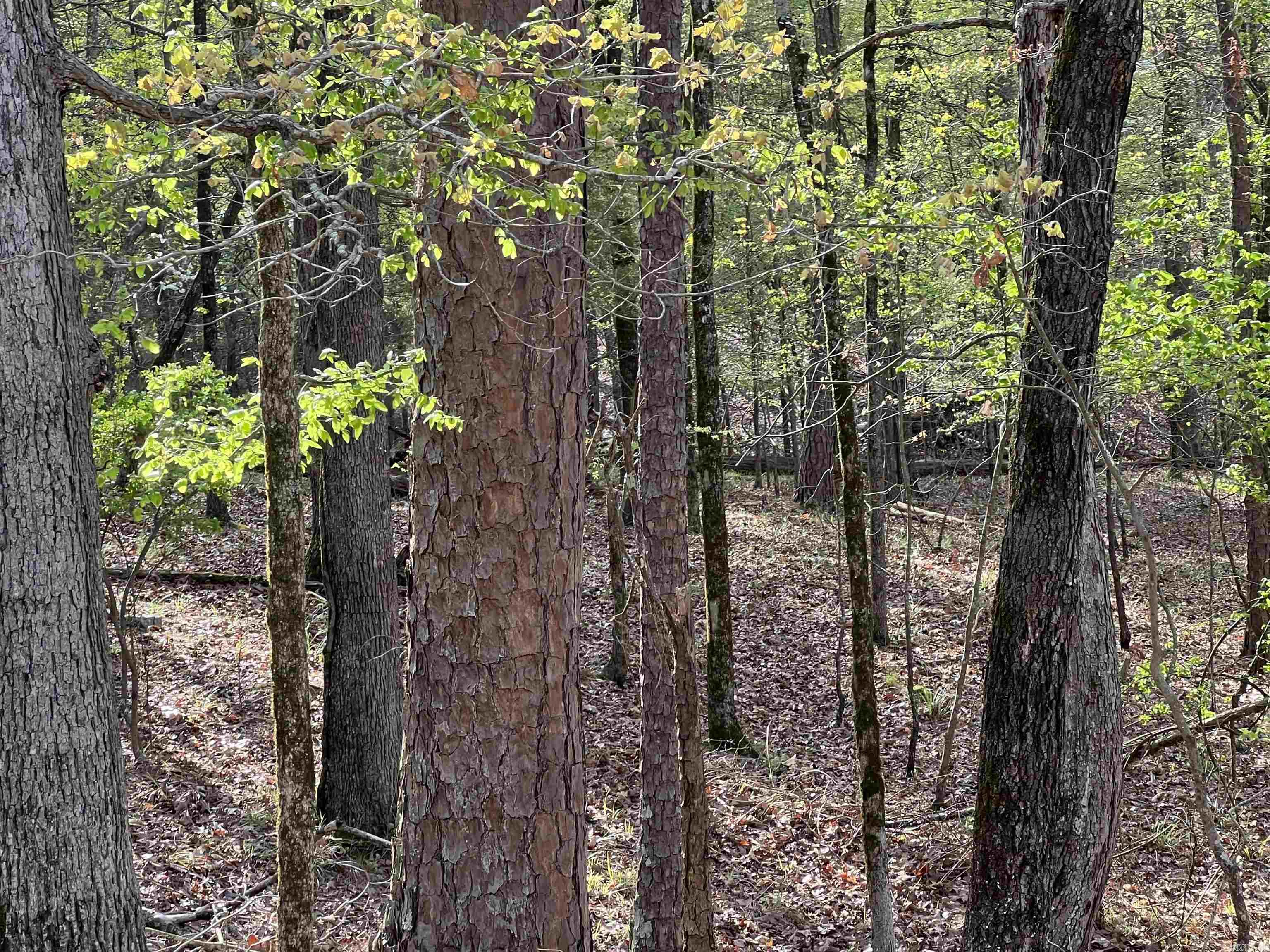 HICKORY RIDGE - Land