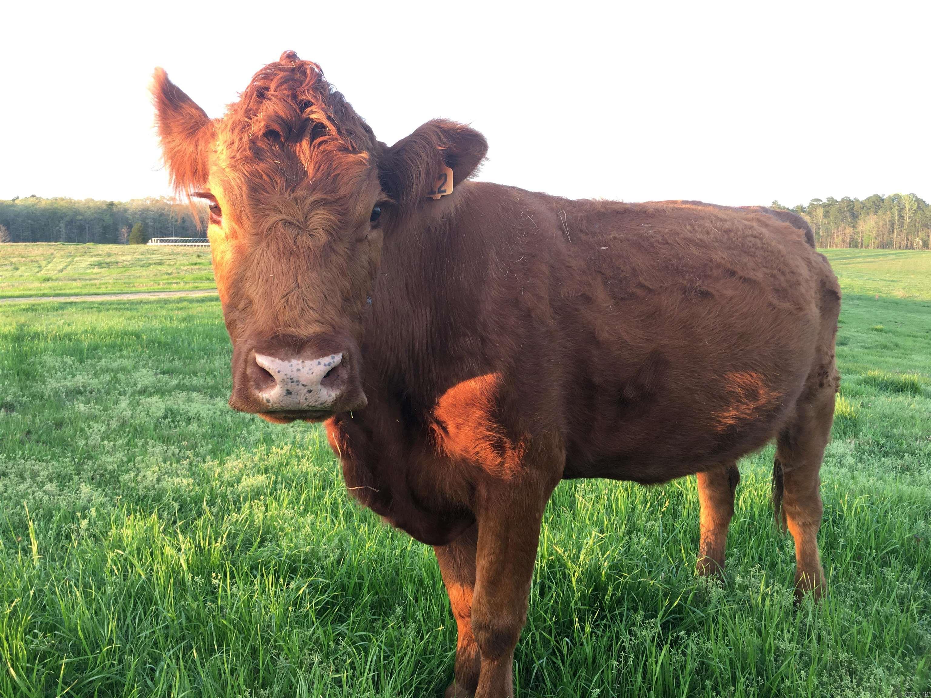 LONSDALE - CITY - Residential