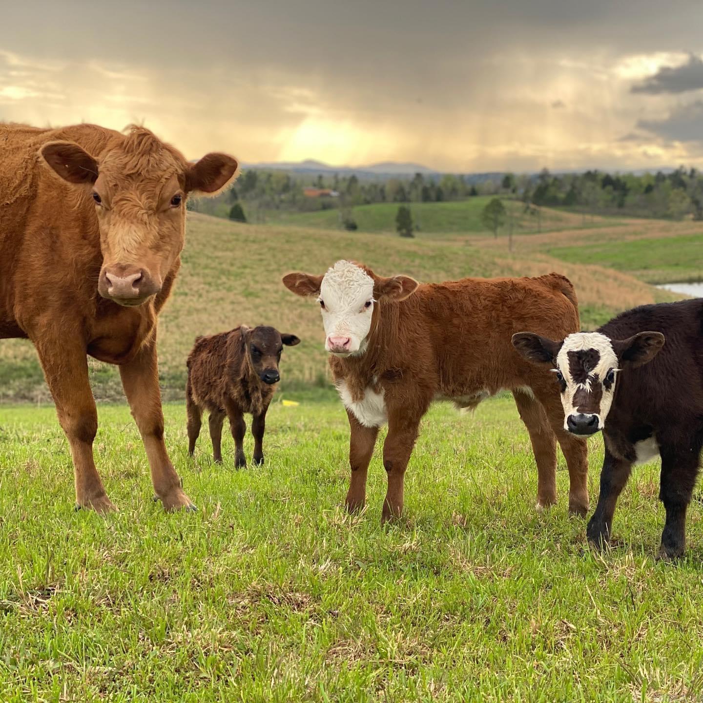 LONSDALE - CITY - Residential