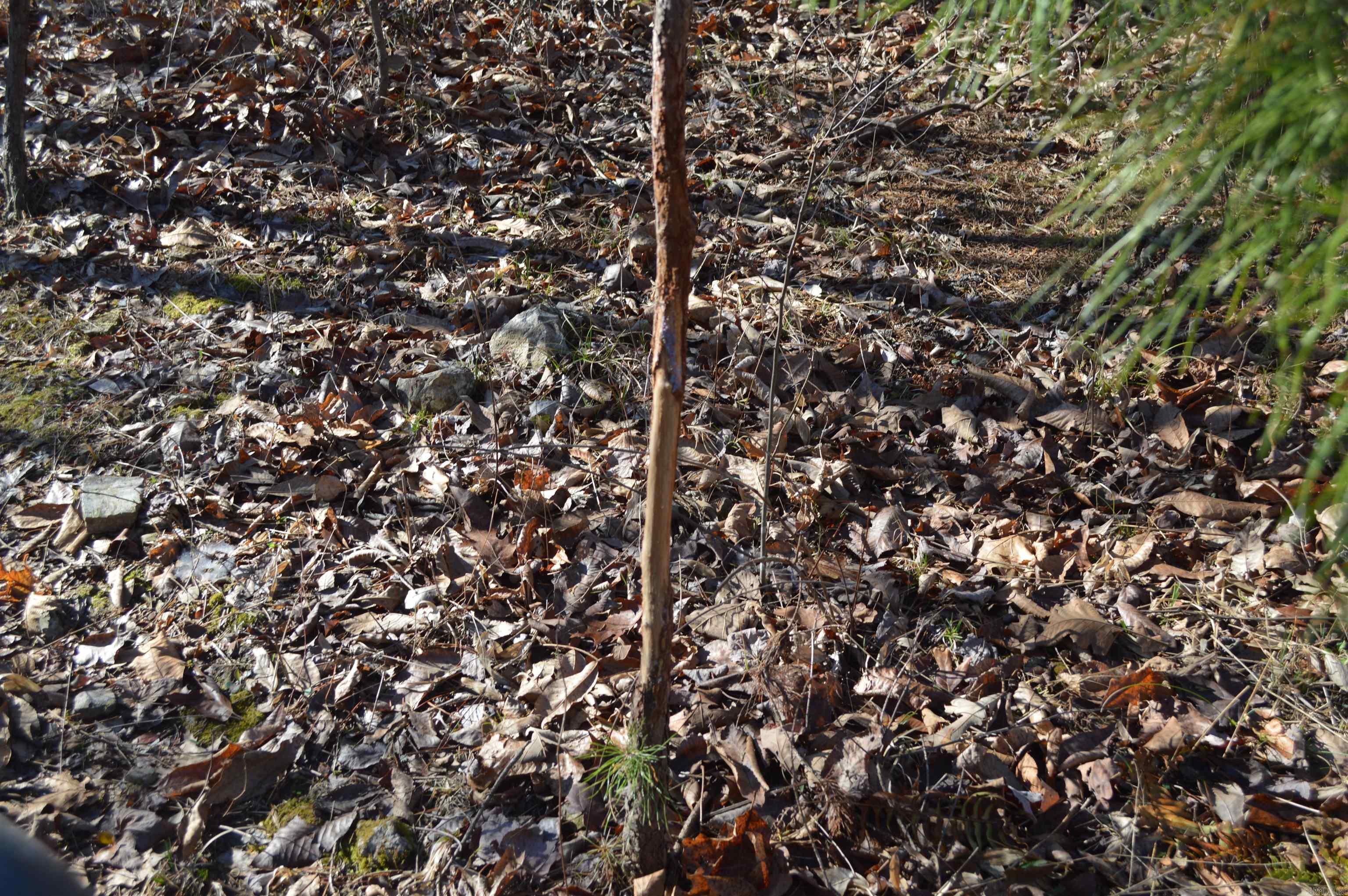 Metes & Bounds - Land