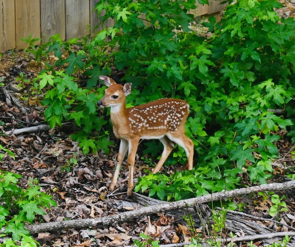 PINEWOOD ESTATES - Residential