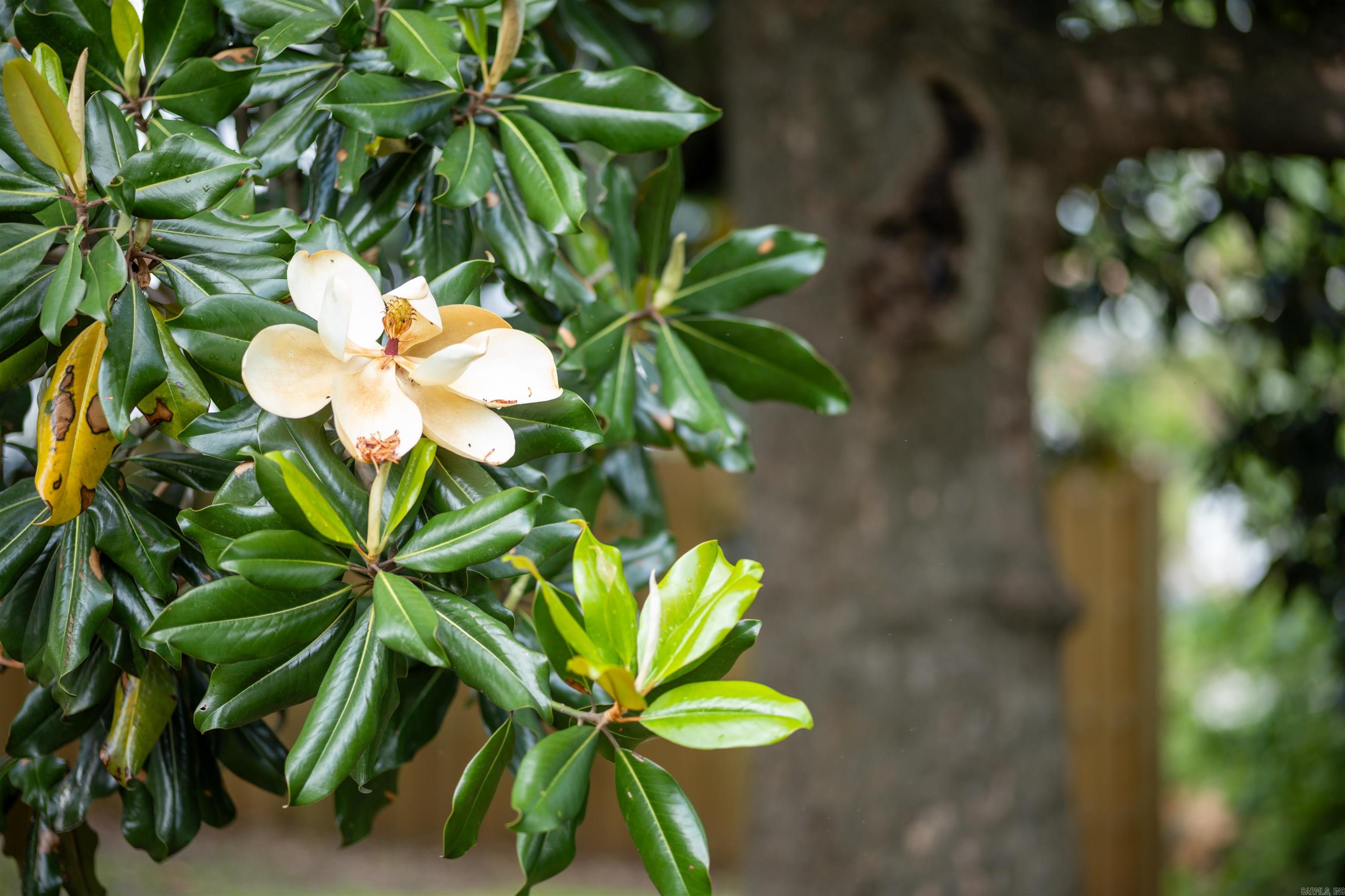 EAST BROADWAY - Residential
