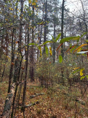 AGREE, CAMDEN, AR 71701 - Image 0d0ec4ffe7871e56430b74eefd35dc65/2494109277