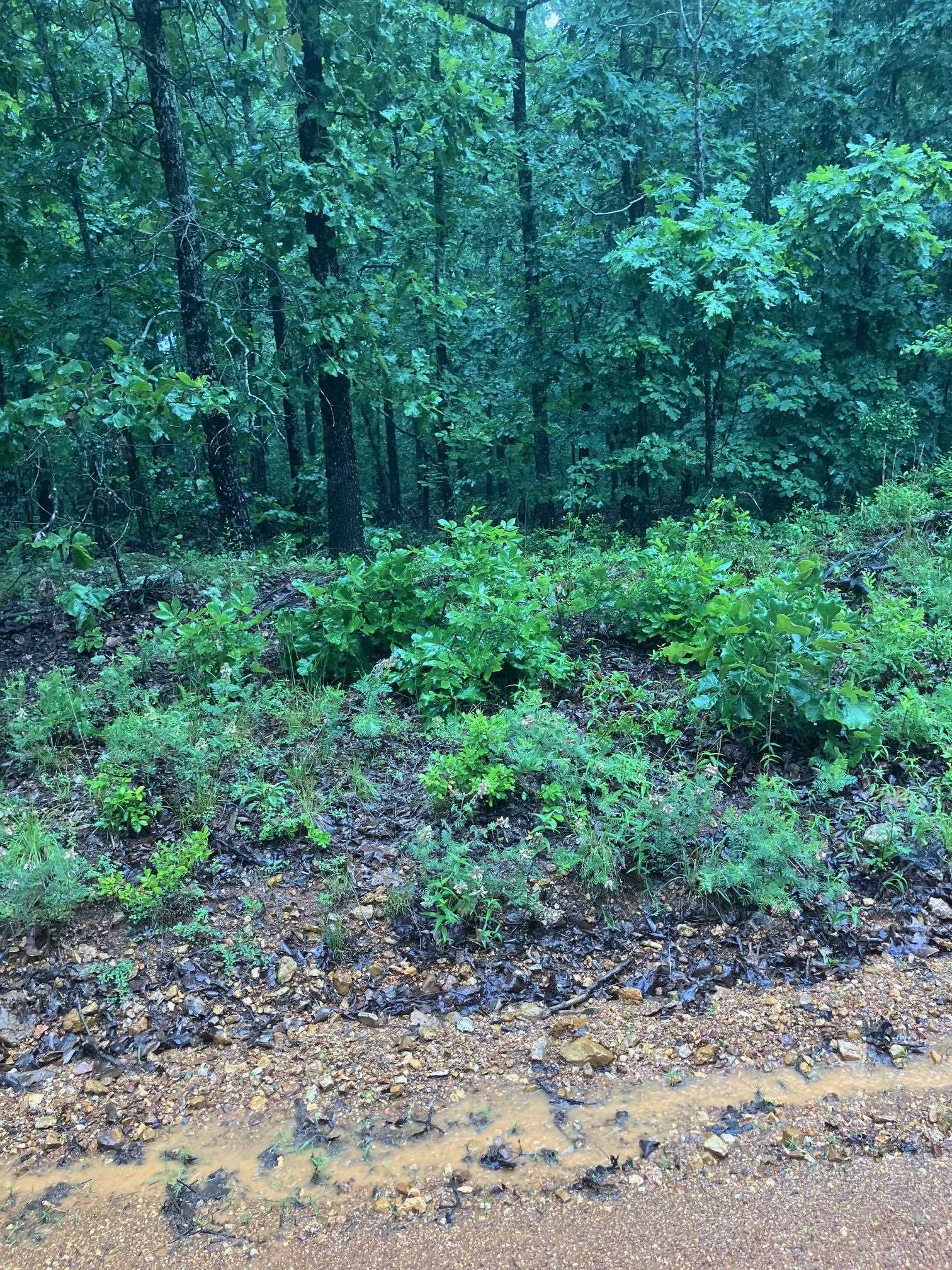Prime hunting land! Wooded 10-acre m/l tract with excellent timber. Abundant wildlife for hunting enthusiasts. Includes a designated camping area and electricity on-site. No restrictions, offering endless possibilities. Owner financing available with $7500 down. Call today!